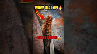 ulat api
