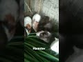 Alagang hamsters