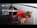 😼해적왕이 될 고양이! | Osmo Nano
