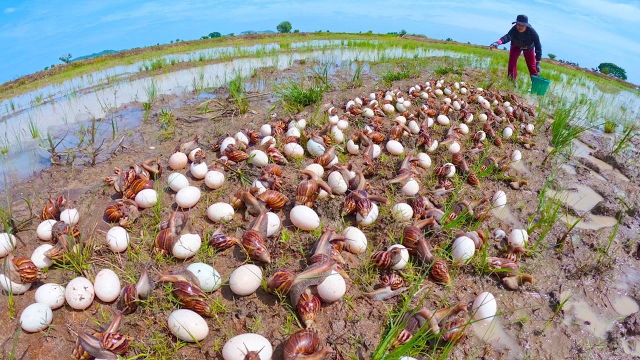 Giant Snail Harvest: Collecting Thousands of Eggs in the Rice Field