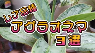 Aglaonema varieties and characteristics: Discover the charm of