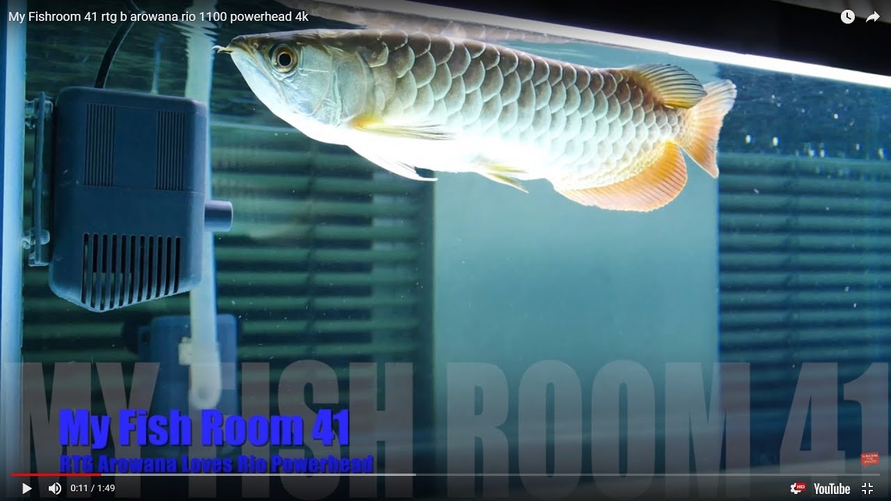 Rtg Arowana Loves Rio 1100 Powerhead Youtube