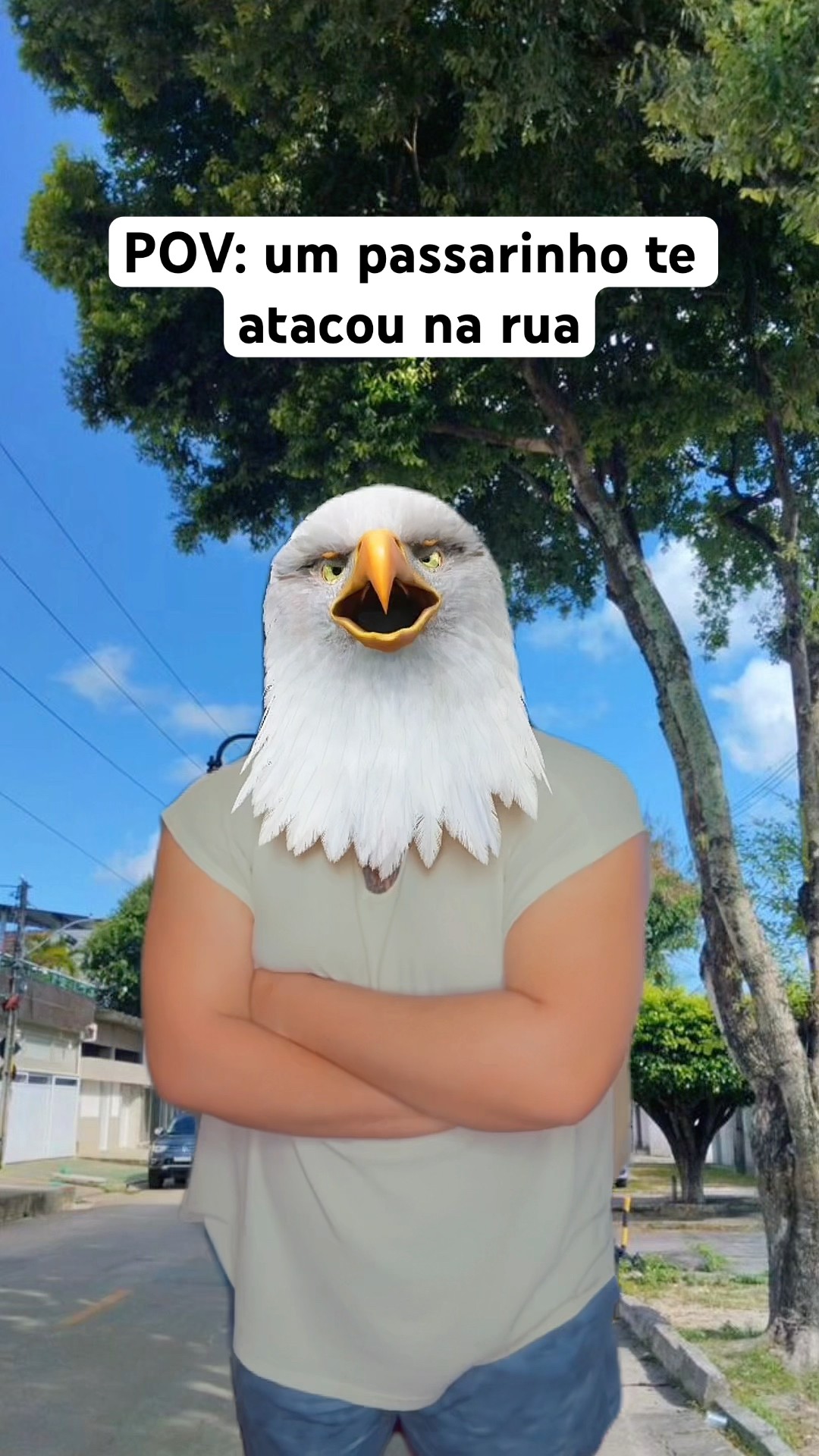 QUANDO UM PASSARINHO TE ATACA NA RUA