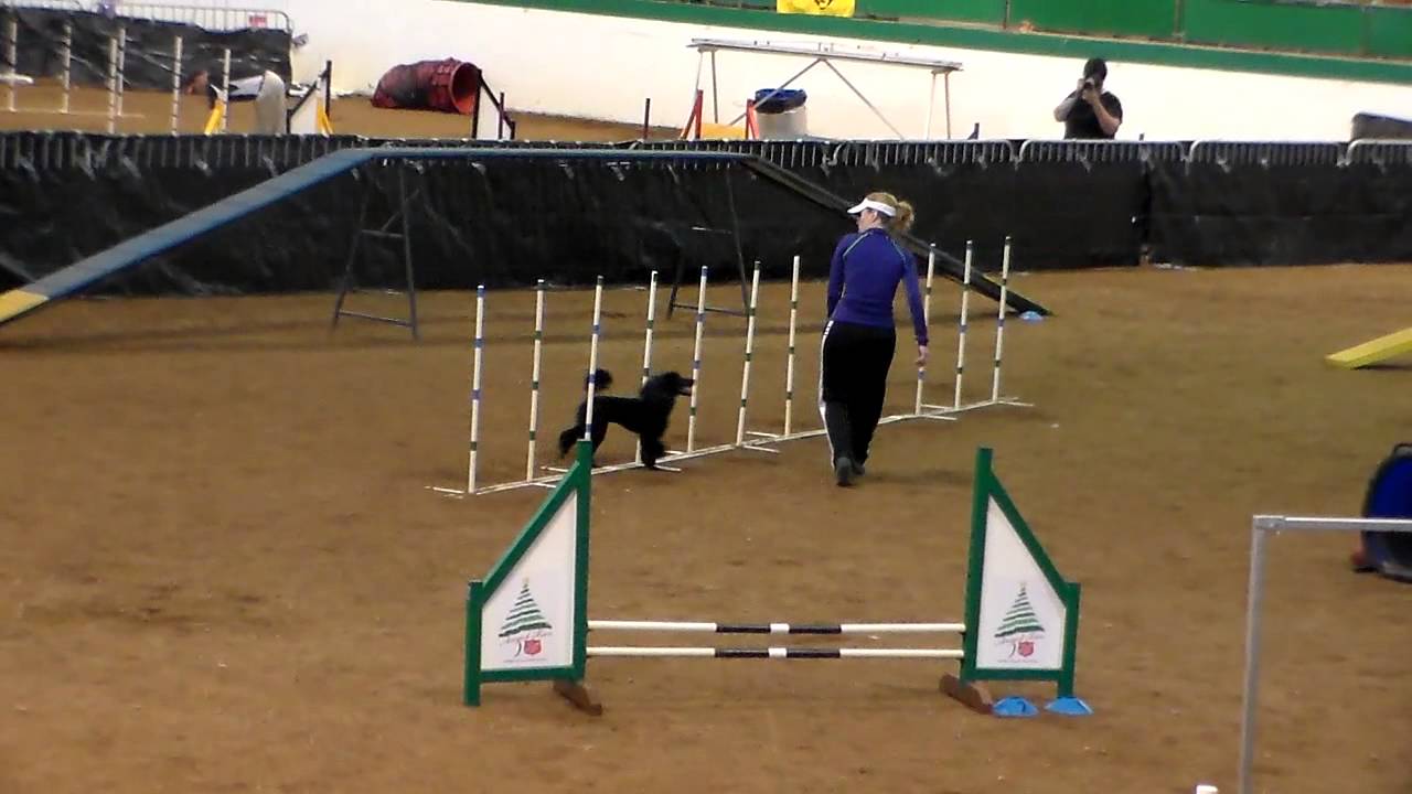 Standard Course, Carolina Piedmont Agility, Raleigh NC YouTube