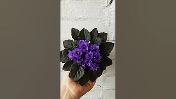Фиолетовая фиалка Ness’ Crinkle Blue