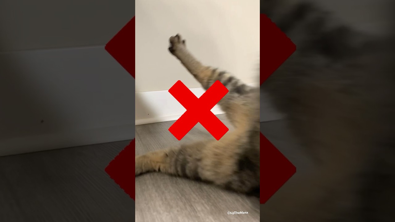 The PRO technique to pick up a cat 