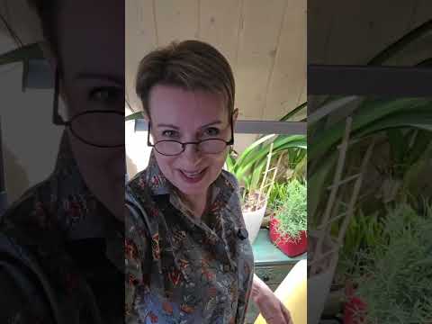 I bought hippeastrums exactly a year ago. The bulbs were all in terrible condition. How are they ...
