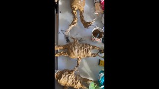 The DIY project we're screaming about #HarryPotter #Mandrakes