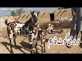 182 | BARBARI GOAT BREED OF PAKISTAN - BAKRA MANDI 2019 COW MANDI