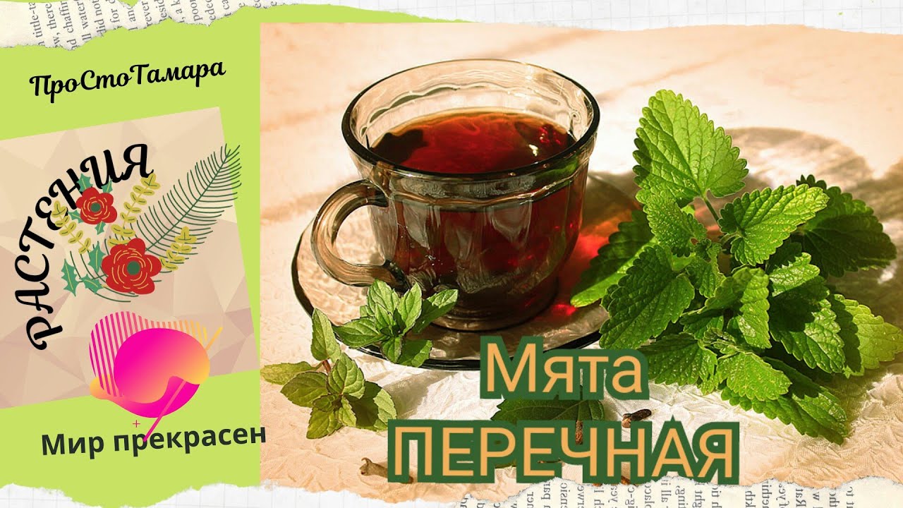 Чай из листьев малины мяты смородины. Мята чай. чай смородина мята. мята смородиновая. чай со смородиновым листом мятой.