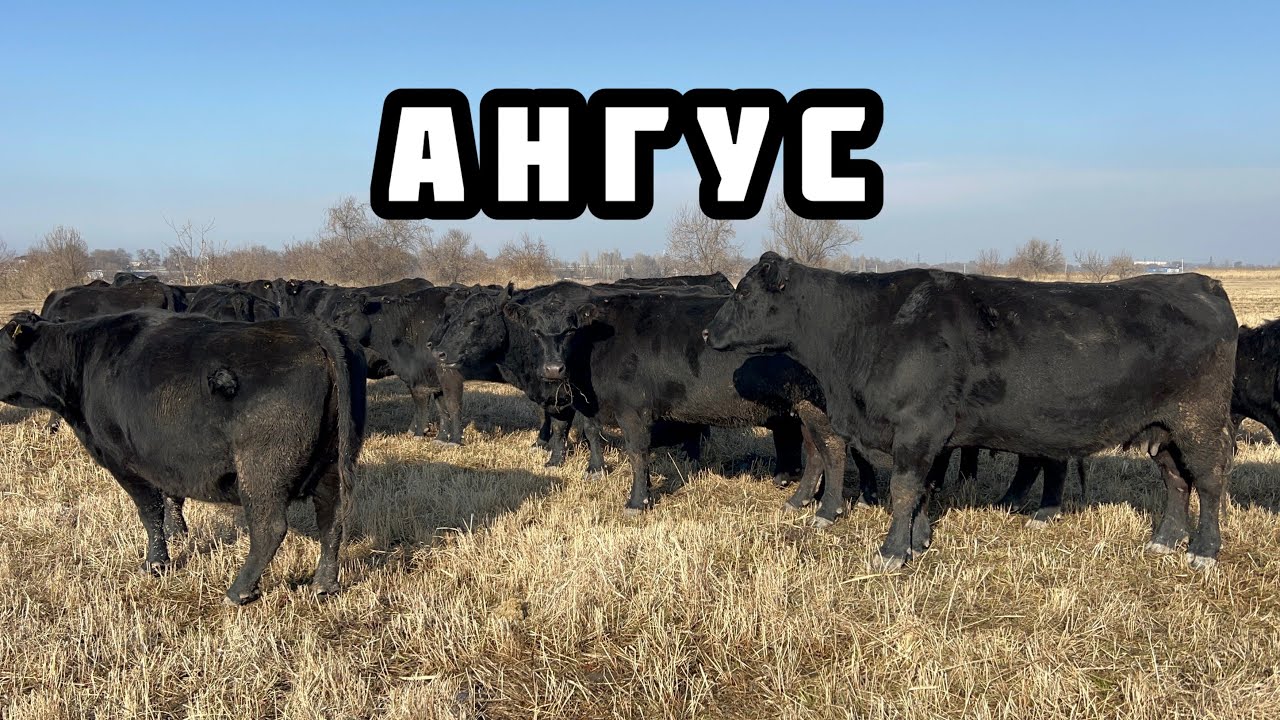 АНГУС БООЗ УЙЛАР келди 🤚🏼 Уже тууп баштаптыр