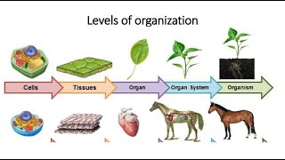 Levels of Organization in Biology