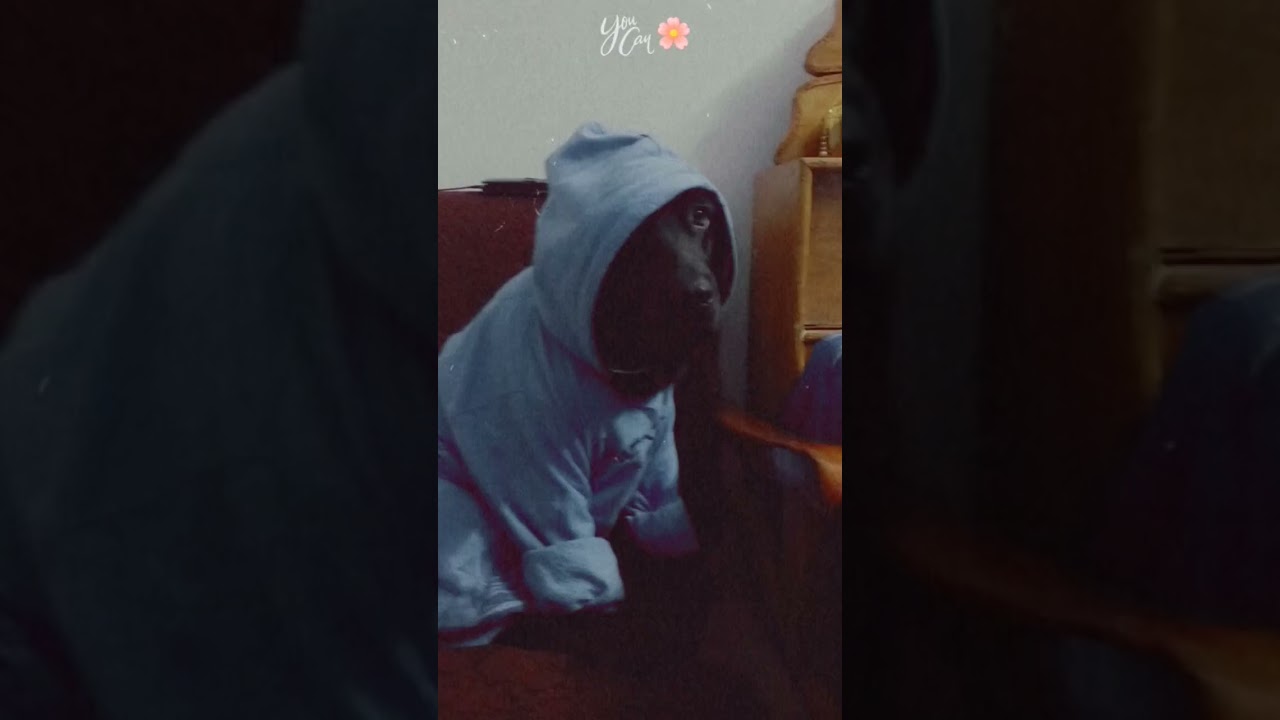 Lui the cute bacha vido