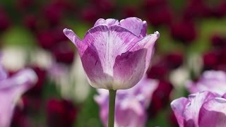 Think Spring