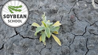 Soybean School: Getting ahead when you're behind on in-crop weed control