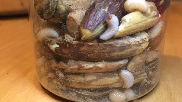 Acorn weevil larvae eating