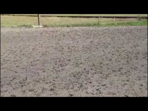 გარდაბნის რაიონში კალიები მომრავლდნენ