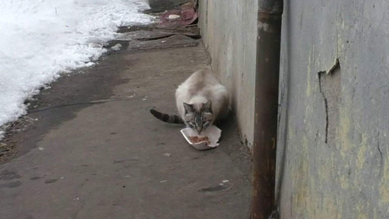 Миска есть, но пустая. Накормил кота влажным кормом #43 - YouTube