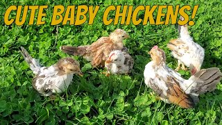 Cute Baby Chicken Videos - Outside On A Windy Day