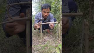 How to set up snare trap in the forest #trap #outdoors #skills