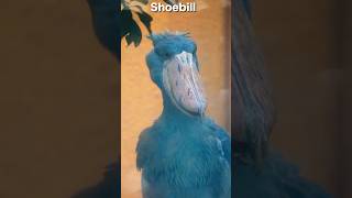 “動かない鳥”の本気!ハシビロコウが活魚を食べる瞬間 #Shoebill #shorts