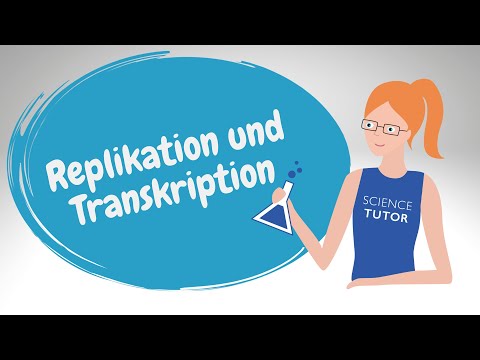 Replikation und Transkription - Unterschiede und Gemeinsamkeiten