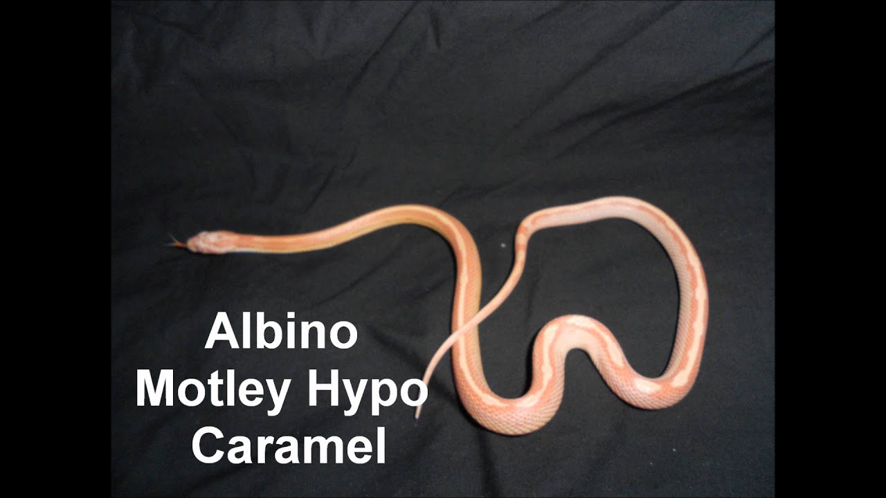 camera iphone 8 plus apk My corn snake collection