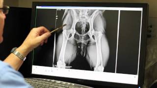 Digital X-Rays - Care Animal Hospital - Temecula