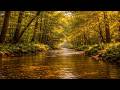 Deep Serenity Study Focus Relax Sleep Ambience for Calm Mind Medicine ✨💤