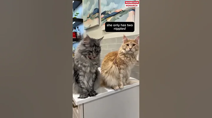 Video 10573701: mains coon cat mainecoon, maine coon cat talking, mainecoons funny cats pets, mainecoon cat pets cute, hilarious cat show, funny cat female, funny male cat