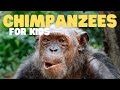 Chimpanzees for kids  learn all about this intelligent primate