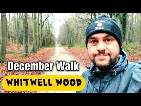 Whitwell Wood Walk in December