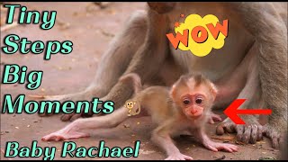 Mama Ruby & Baby Rachael Update 🐒 Baby Rachael’s First Steps Learning to Walk Alone