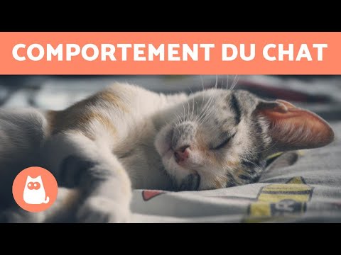 Vidéo: Pourquoi un chat pleure la nuit ?