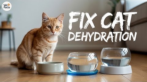 Why Your Cat Won’t Drink Water (And 3 Easy Fixes That Work!)