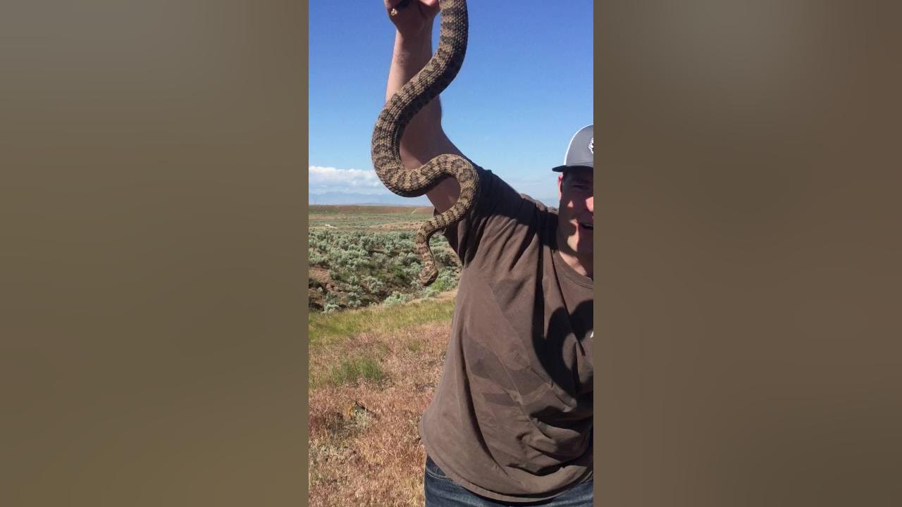 How to catch a Rattlesnake YouTube