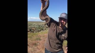 Neal hunt from hazard zone tv shows everyone how simple it is to catch
a rattlesnake. dont do this unless your trained professional!!!