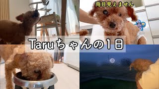 丸刈りから1ヵ月経ちました。肺水腫から9ヵ月半、Taruちゃんが怒りました。