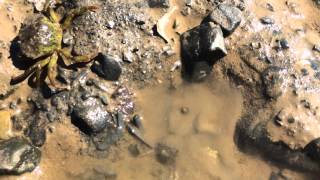 Green Crab Army Attacks Maine Clamflat in Cobscook Bay