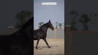 Champion Off Champion Ashvshakti