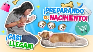 🐶PREPARANDO EL NACIMIENTO DE LOS CACHORROS 🐾 ¡Tenemos Fecha! 😍 | CONNY MERLIN