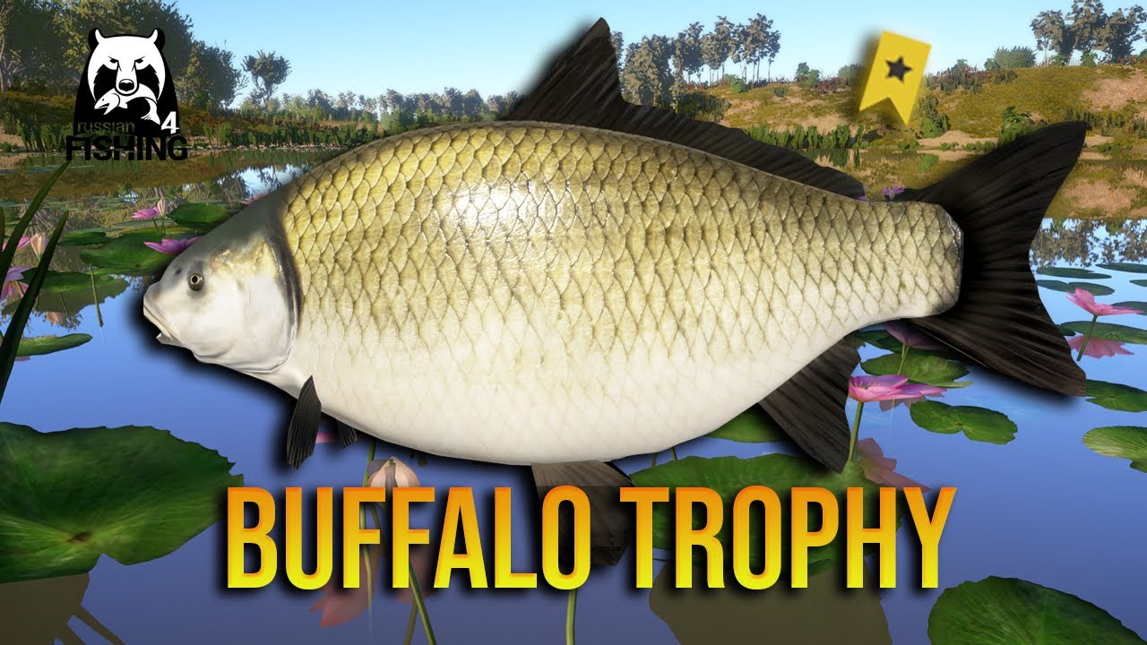 Buffalo Trophy Spot at Akhtuba River - Russian Fishing 4 - YouTube