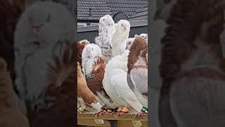 Old Dutch Capuchine pigeons Shorts Videos ❤️