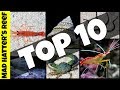 Top 10 Clean Up Crew for Your Reef Tank