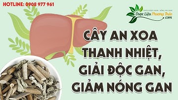 Cây an xoa giải độc gan, giúp giảm nóng gan, thanh nhiệt cơ thể | Dược Liệu Phương Thảo