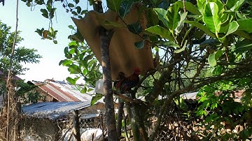 Qaib dib qua zoo kawg,  good crow red jungle fowl
