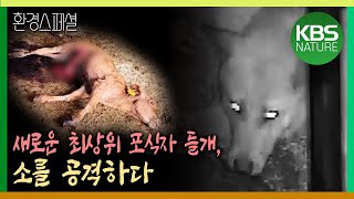 새로운 최상위 포식자 들개, 소를 공격하다  [2021-2022 UHD환경스페셜-39편 불편한 동거, 1년의 기록]  / KBS 20220317 방송