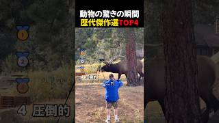 動物の驚きの瞬間歴代傑作選TOP4