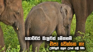 නොබලා ඉන්න බැරි අලි | Udawalawa National Park Baby Elephants 2024