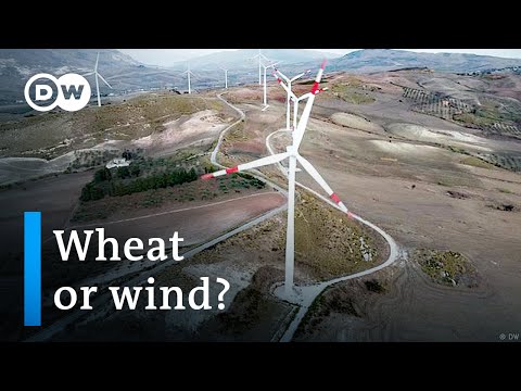 Could wind and solar farms fuel a wheat shortage? | Focus on Europe - Could wind and solar farms fuel a wheat shortage? | Focus on Europe
